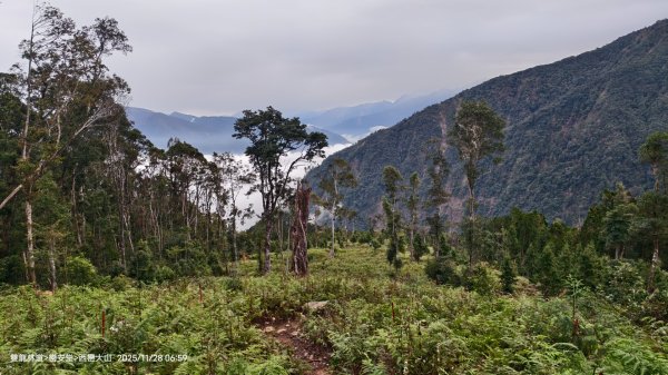 114.11.28-29 雙龍林道~巒安堂~西巒大山2954844