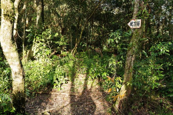 新北 烏來 美鹿山、高腰山、拔刀爾山、小巫山2703485