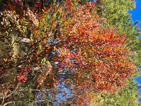 大雪山國家森林遊樂區賞楓／看神木／賞雪白山頭／賞大景2974256