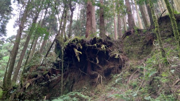 嘉義 阿里山 特富野古道(0K~2.7K)1486846