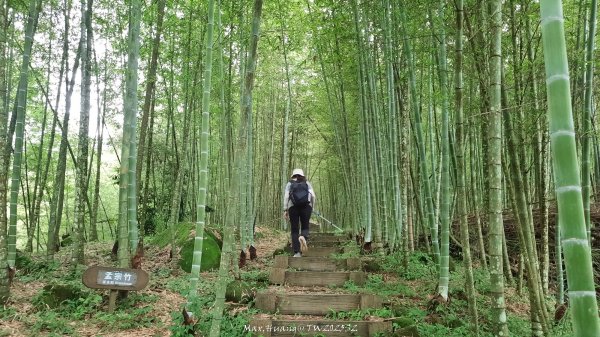 《南投》竹林茶園｜鳳凰谷步道環鳳凰山寺O繞202506222817528