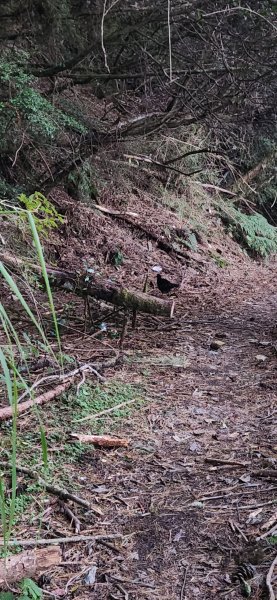 20231209 畢祿單攻2514564