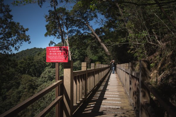 大雪山森林木馬古道遊神木1133041