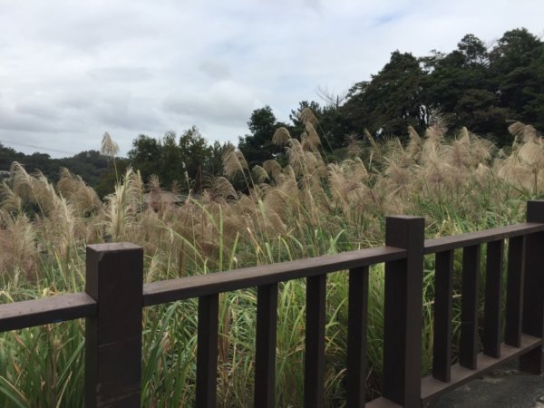 北縱七段抓了10隻博蒂742203