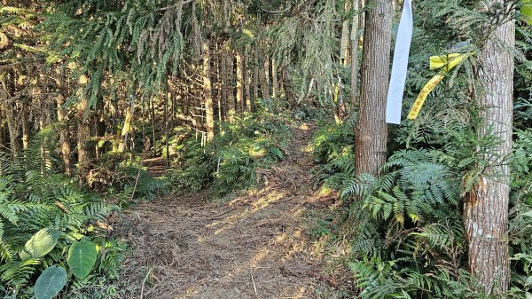 鵝公髻山 鵝公髻山東北峰 第一登山口上下入門路線2395274