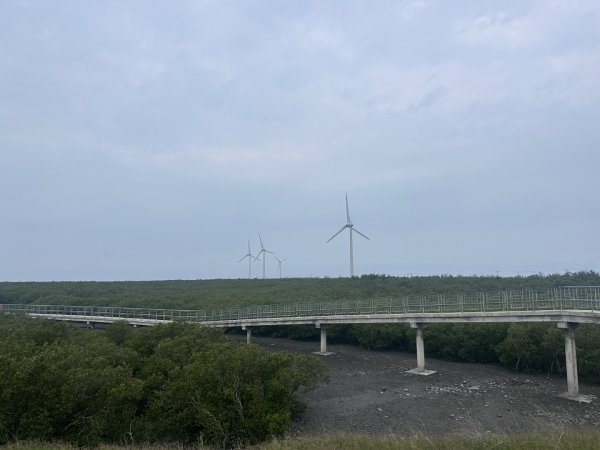 芳苑濕地紅樹林海空步道2766462