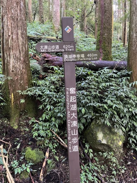 [嘉遊好步道．來嘉走走-04/10] 2024_1011 阿里山頂湖步道2624744