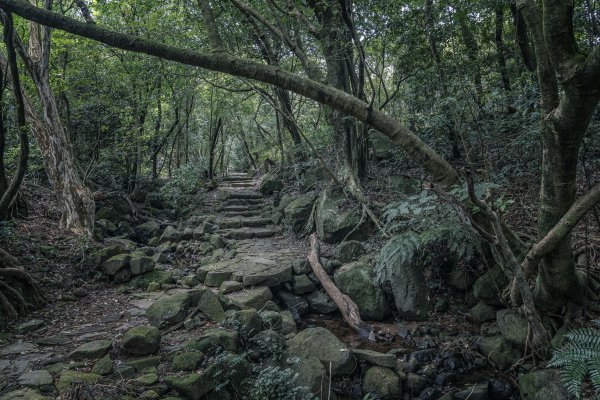 從擎天崗一路下坡到八煙1475205