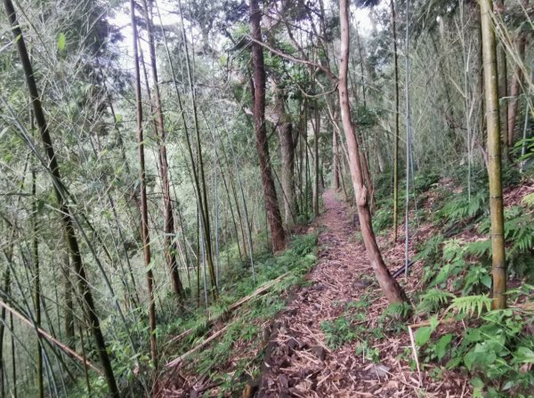 八仙山森林遊樂區 - 松林步道愜意賞竹趣-2020/6/13