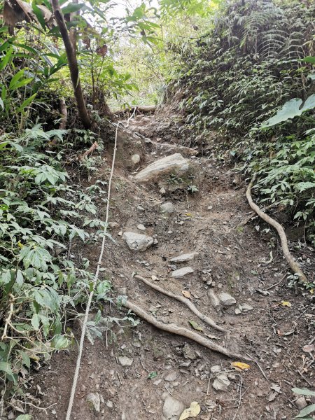 步道巡訪員│鳥嘴山步道 1 月巡訪日誌810563