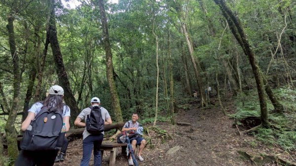 鎮西堡巨木步道群 (B區)2861208