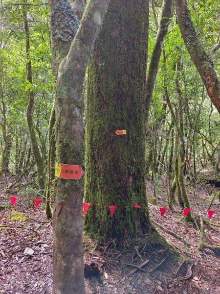 兩颱風之間空擋登屏風山巧遇保育類動物+出大景2237816