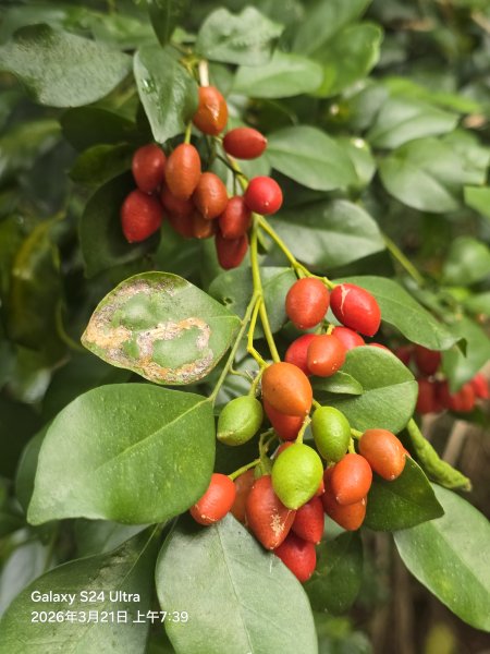 2026-03-21微笑山線：【鳶山山系】鳶山彩壁段3020426