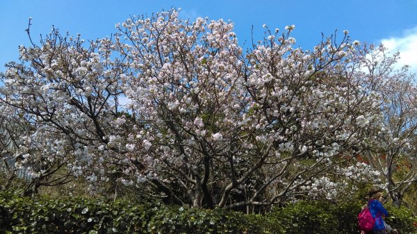 絢麗燦爛的滬尾櫻花大道、景致優美的天元宮874766