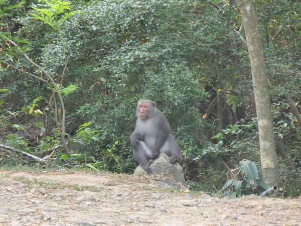 小百岳No.80⛰里龍山2776312