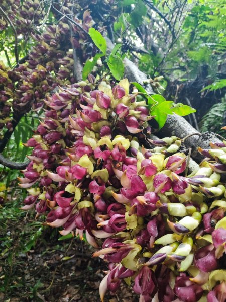 血籐大亂鬥3030244