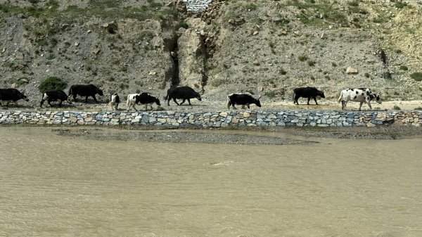 西藏♥️可愛動物🐎人物寫真/拉薩旅拍/美食2902924