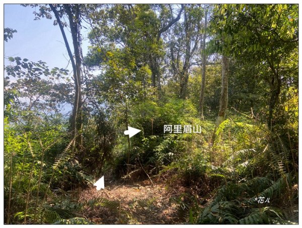 阿里眉山 (日月潭四姝的么妹)2753071