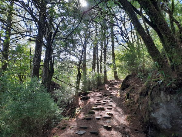 鹿林前山、鹿林山、麟趾山、玉山登山口O型1037703