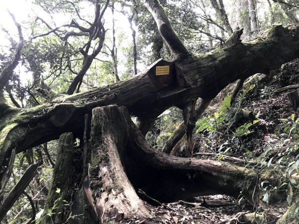 高島縱走（高台山連走島田山）202105081968731