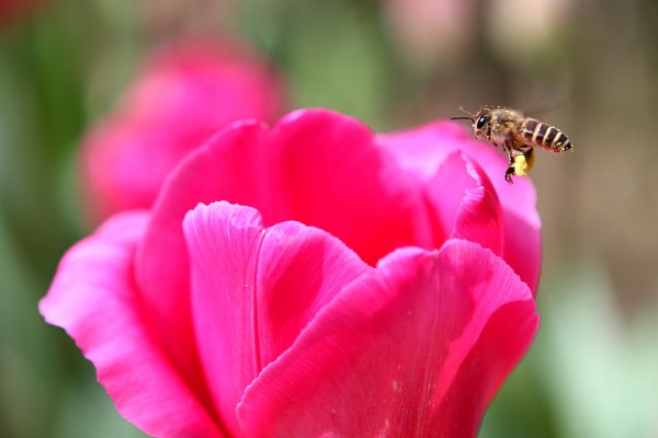 杉林溪賞花872568