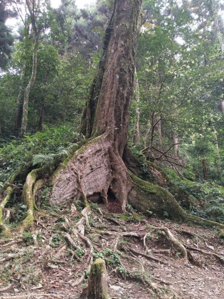 2度強渡關山未竟之藤枝國家森林遊樂區 多納部落 新威森林公園輕鬆走1880504