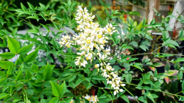 白石湖沒有百合花。晶片關稅2781560