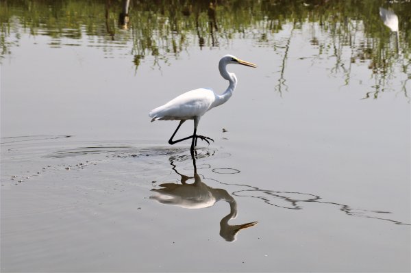 HK - 鐵坑，蛇嶺1268057