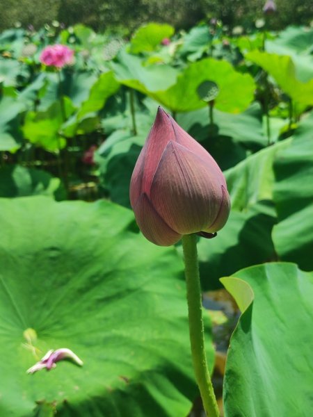 中坑荷花楓樹稻田3078843