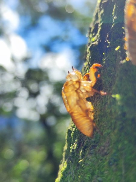微笑山線筆架二格山系2860404