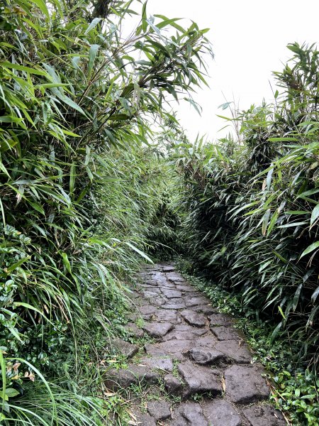 【臺北大縱走第三段】小油坑→風櫃口 之 天雨路滑小孩還特別多2178604