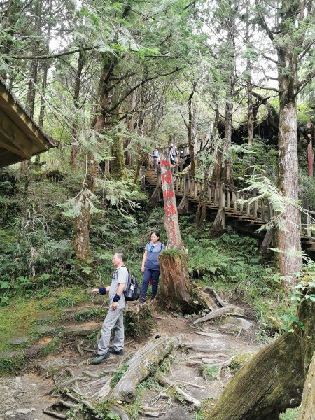 檜木原始林步道-倒臥的巨幹形成雙代木景觀1040715
