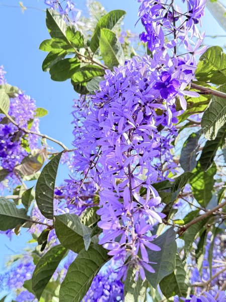 草尾嶺步道血藤花大爆開    2025.3.272748136