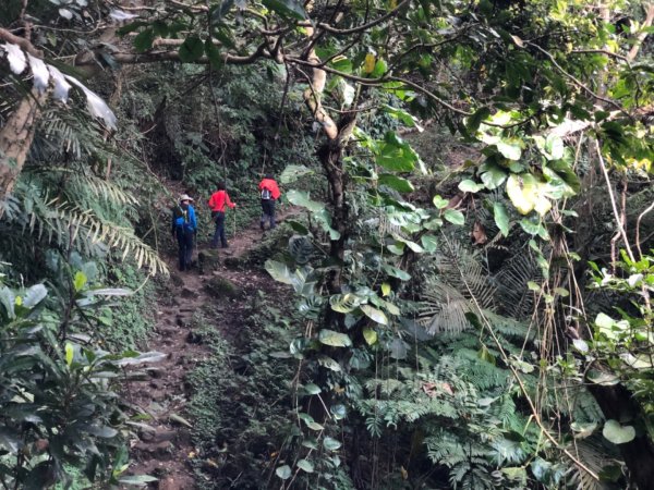 三峽福德坑山（鳶山彩壁）11001241246157