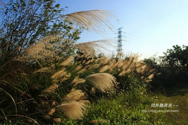 【桃園】虎頭山暮色：楓樹坑步道賞冬芒