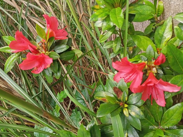 【發現陽明山】頂北投→陽峰古道→陽明山花鐘→陽明書屋→紫明溪步道→竹子湖海芋季2463807