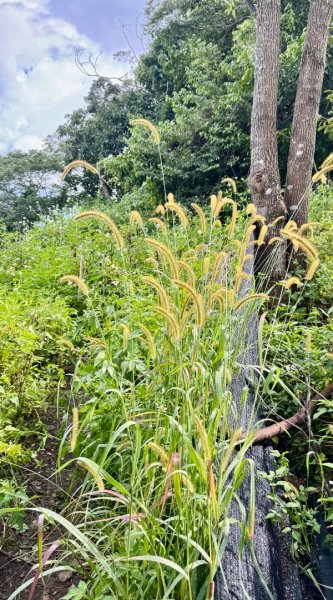 瞭望台-瓊山-望美山-獵人古道2887776