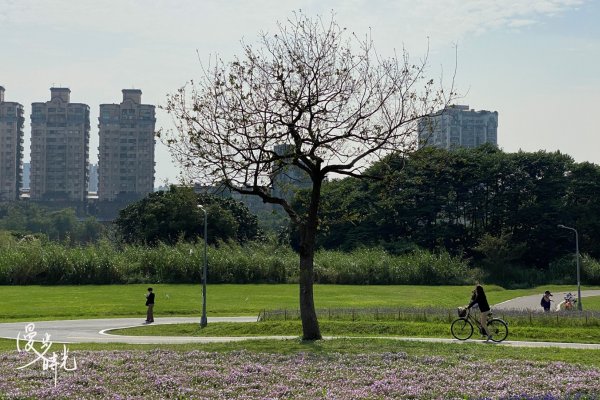 台北｜古亭河濱公園花海｜撰風旅食1654596