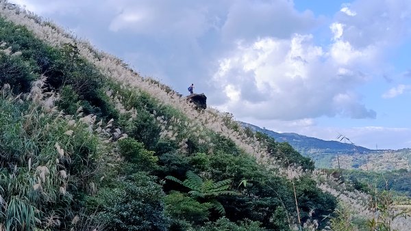 找一個晴天去爬山~金瓜石芒花之旅2962415