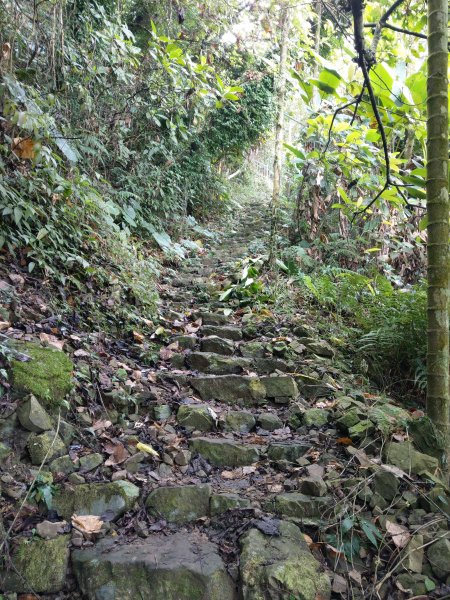 搭阿里山森鐵去登獨立山(小百岳#58)。走大巃頂賞茶園風光 (2020/11/8)1427691