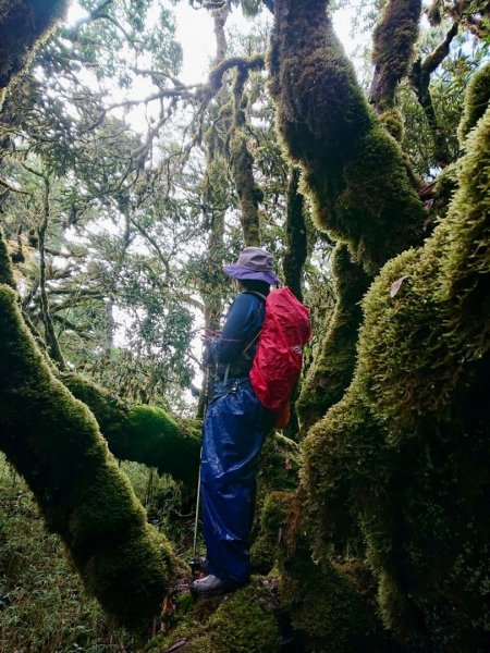 黃金魔幻森林～銅山1526540