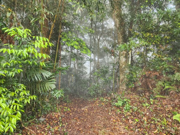 20230409那羅山、煤源山、大混山、道下山O型2141982