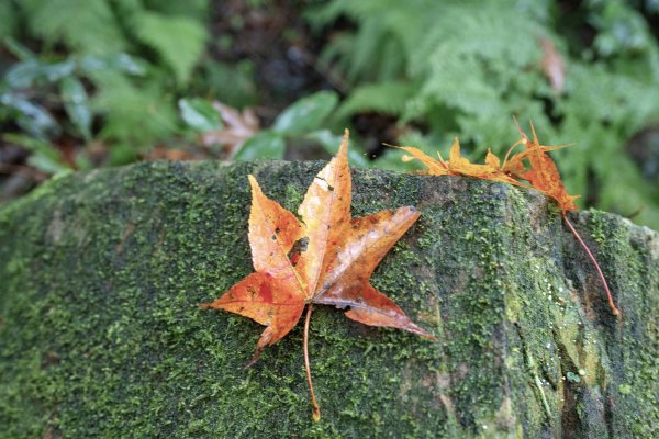 東眼山雨中尋幽2975347