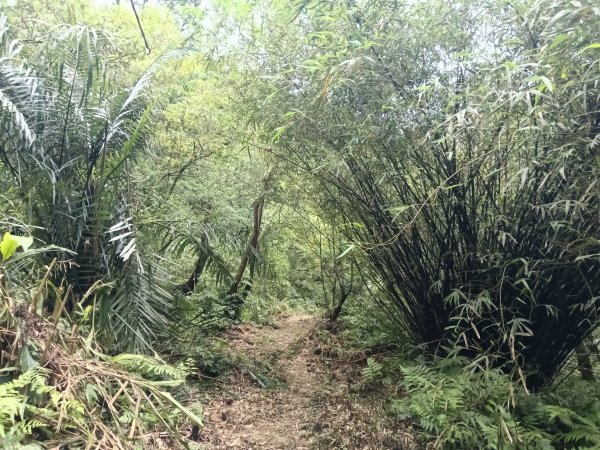 瑞芳區八分寮頂砲台+八分寮頂山+八分寮古道O型2772399