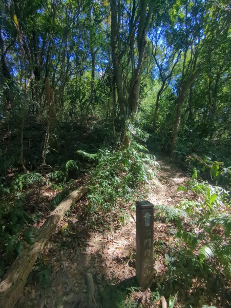 2025.10.18－微笑山線：【天上山系】望月亭桐花段2919569