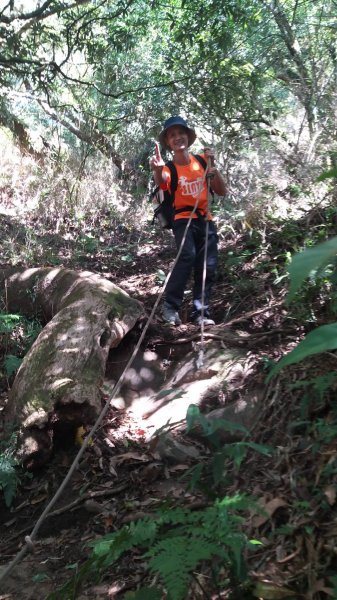 20211107苗栗泰安虎山、杜鵑嶺、加里山、橫龍山北峰、北橫龍山、騰龍山1530037