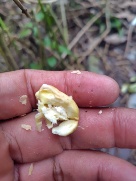 多納六秀 足母山 鬼斧神工一線天 德德山2953030