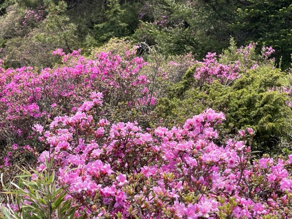 1150524合歡北峰杜鵑花3064389