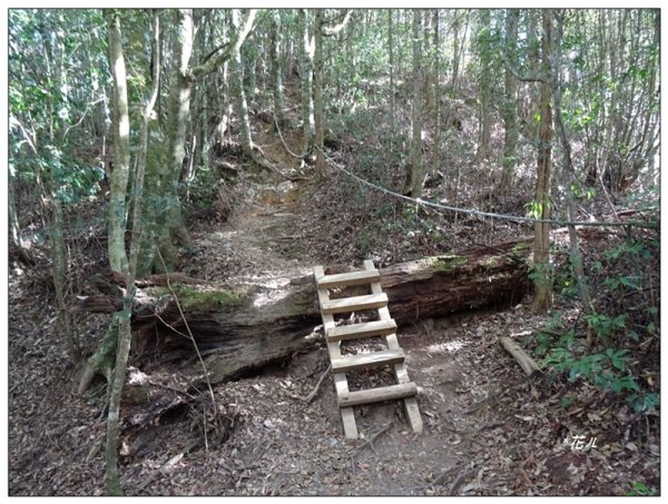 屋我尾山 北登山口 (大雪山林道31.3K)2985523