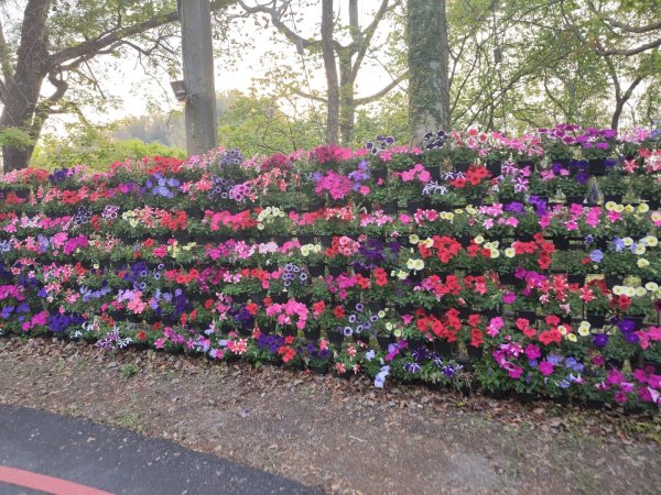 東勢林場森林浴場步道3019119